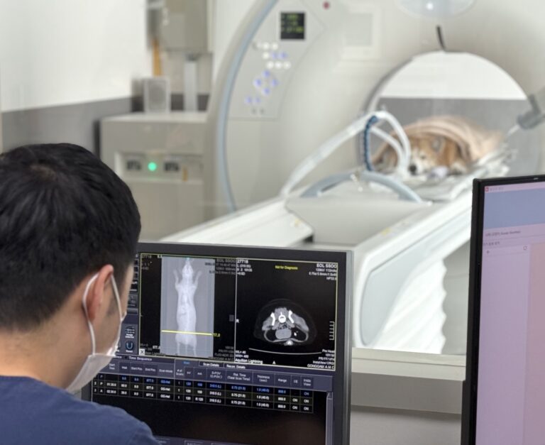 공감동물메디컬센터 CT 검사 장면 광주 동물병원
