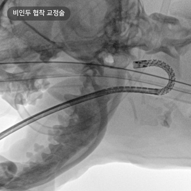 공감동물메디컬센터 비인두협착 교정술 중재시술 광주 동물병원