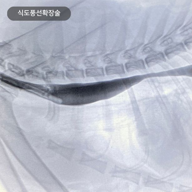 공감동물메디컬센터 식도협착 풍선확장술 중재시술 광주 동물병원