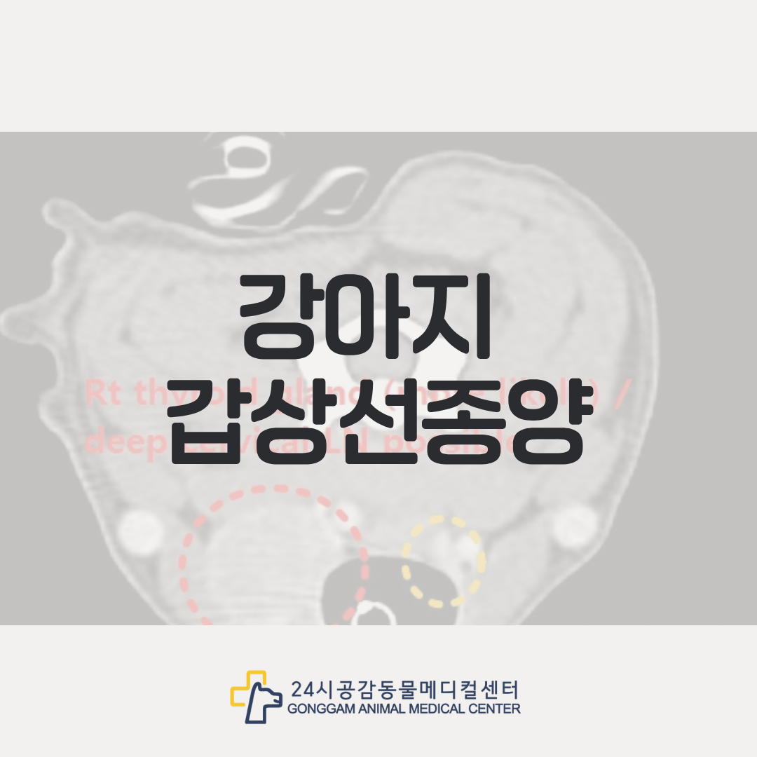 강아지 갑상선 종양