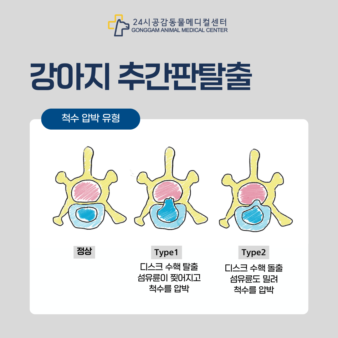 강아지 디스크 탈출 척수압박 유형