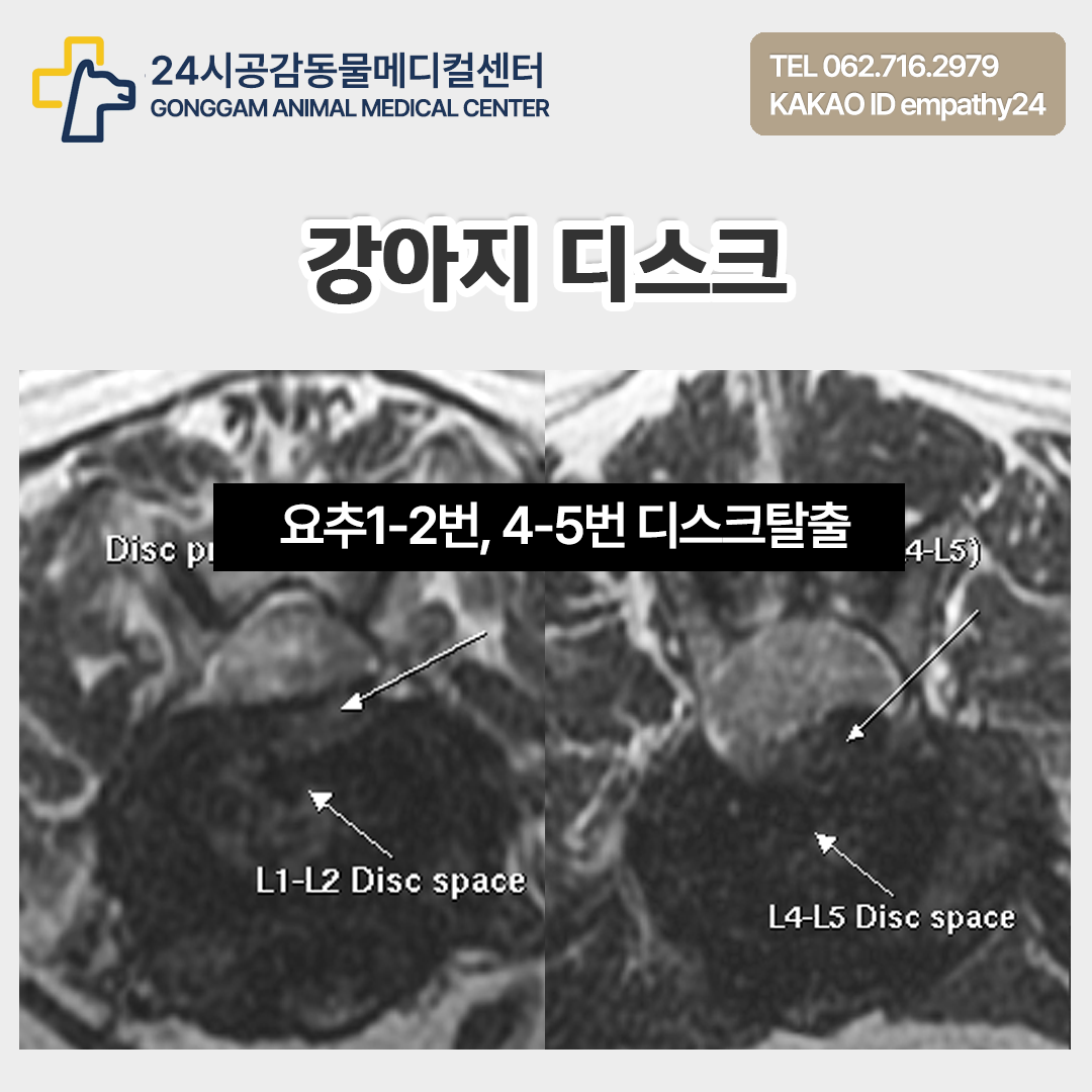 강아지 디스크탈출 MRI