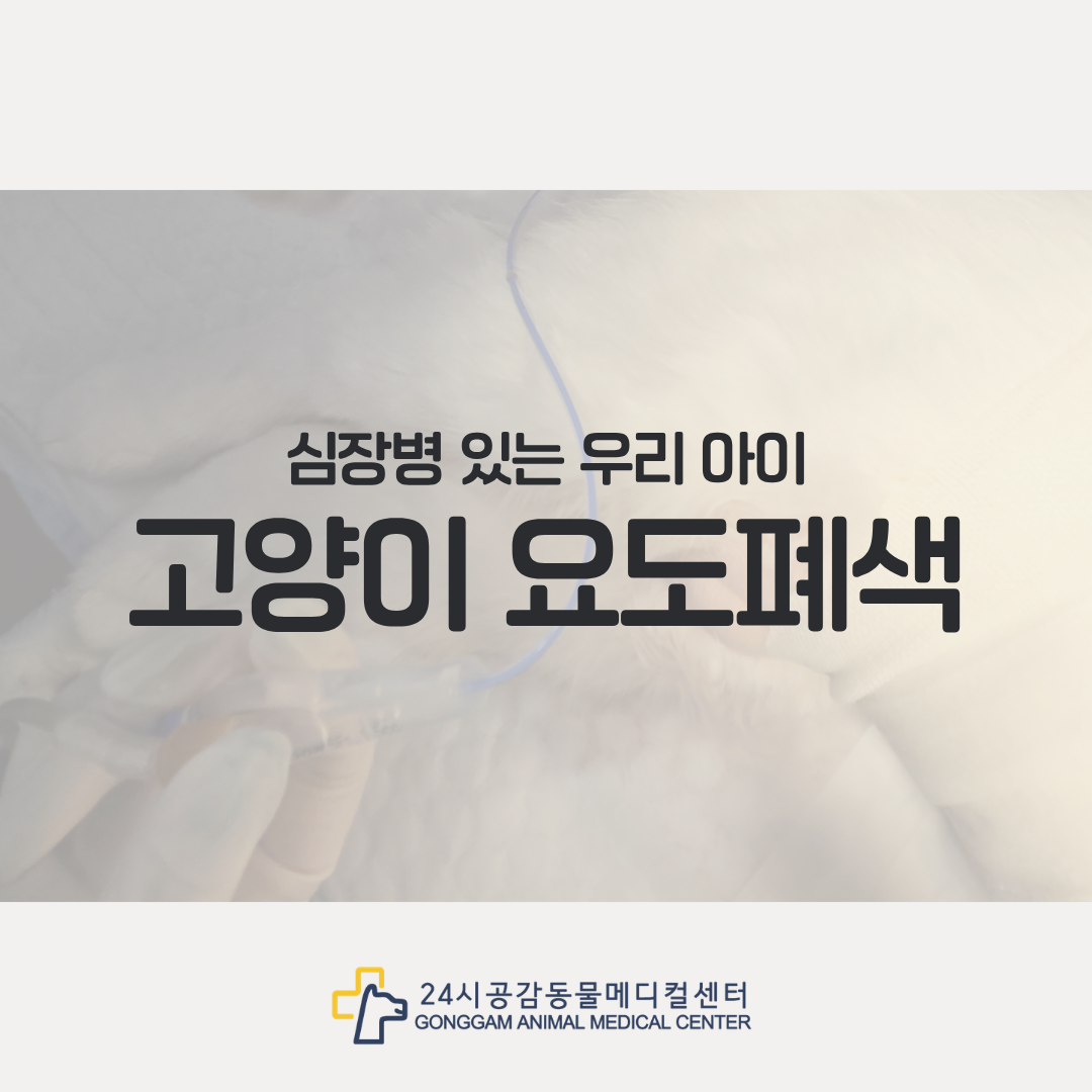 고양이 요도폐색 응급내원 케이스