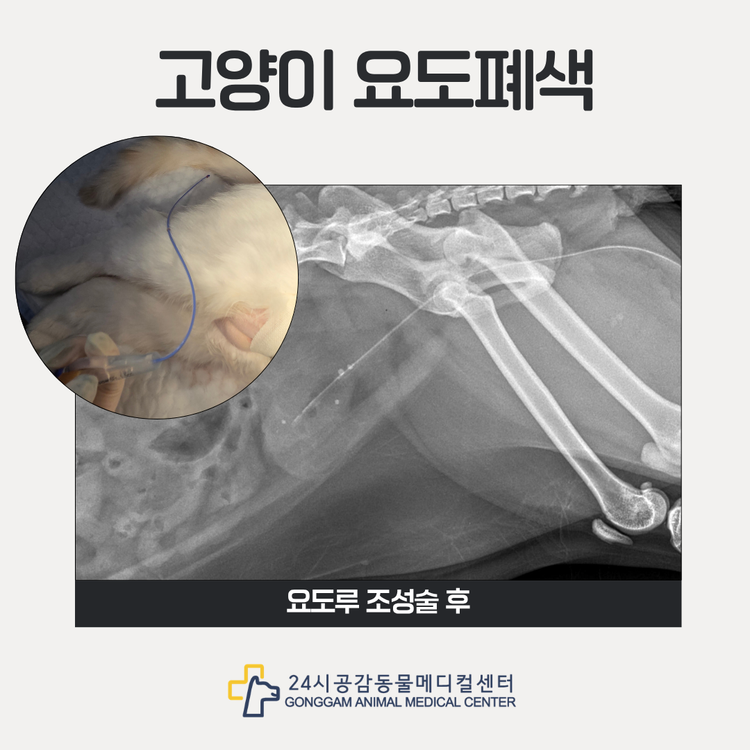 고양이 요도루조성술 사진 고양이 요도루조성술 사진