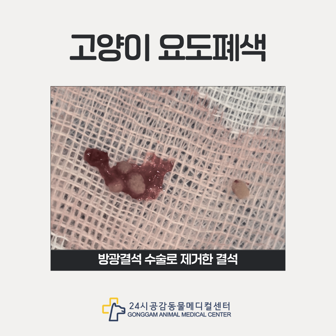 칼슘옥살레이트 방광결석 공감동물병원 제거한 고양이 방광결석